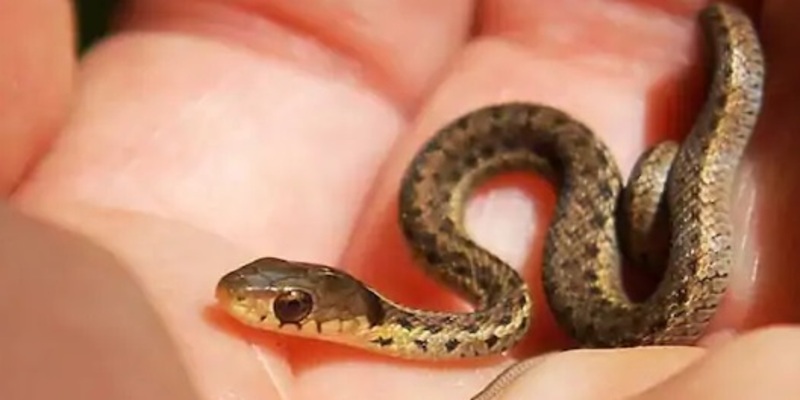 Mơ thấy rắn nhỏ có thế mang lại tín hiệu tích cực trong cuộc sống
