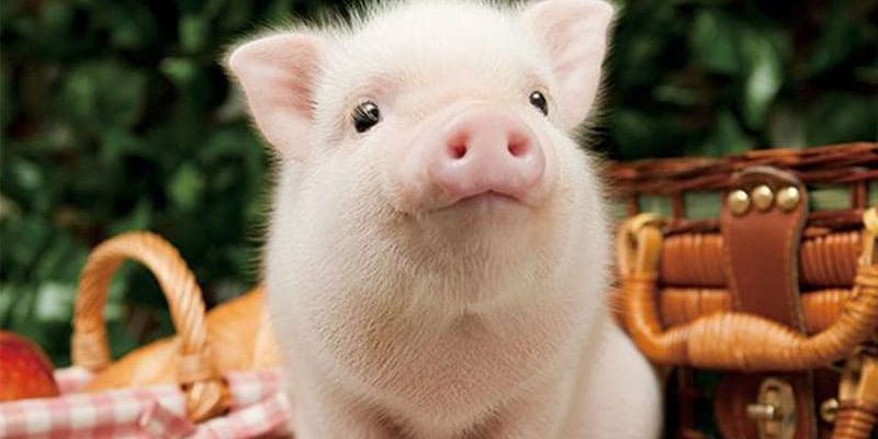 Nên đánh con heo số gì khi mơ thấy?