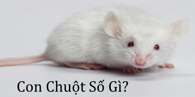 Con chuột số gì? Giải mã giấc mơ và con số may mắn
