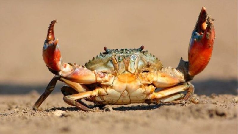 Con cua số gì? Giải mã giấc mơ thấy cua và con số may mắn