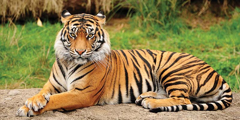 Bảng tổng hợp nhanh con hổ số gì